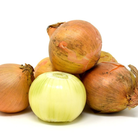 Cebula żółta Augusta wczesna 2g