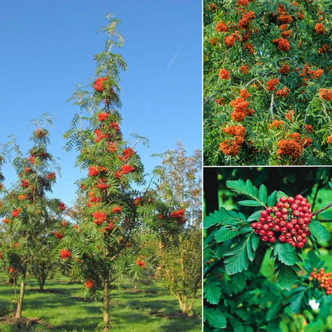 Jarząb Turyński Fastigiata Szczepiony Na Pniu