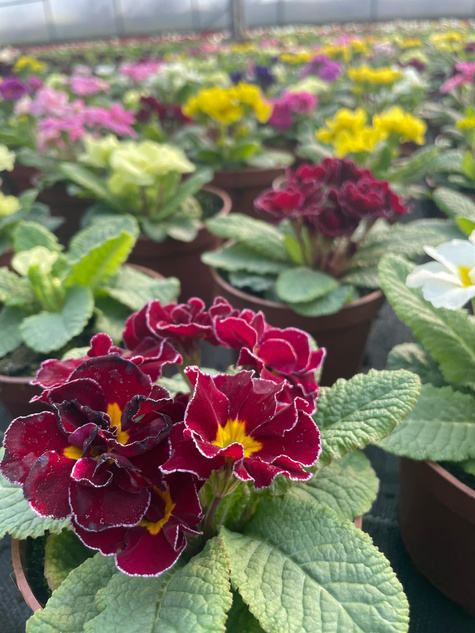 Prymulka Pierwiosnek Palazzo Mix sadzonka w doniczce