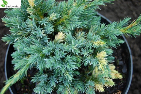 Jałowiec łuskowaty Golden Flame białe plamki