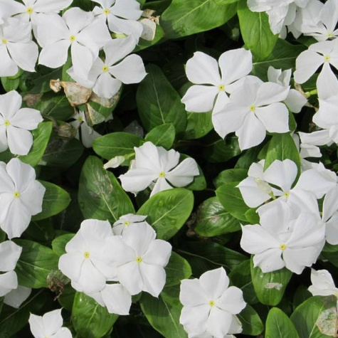 Barwinek pospolity Gertrude Jekyll (C2)