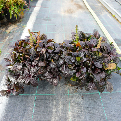 Dąbrówka rozłogowa Atropurpurea (C2)