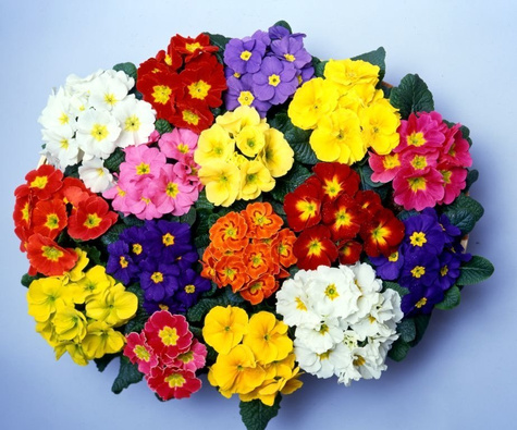 Prymulka Pierwiosnek żółta sadzonka w doniczce