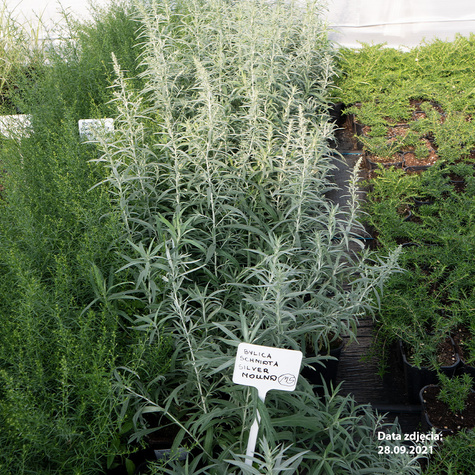 Bylica Schmidta Silver Mound (C2)