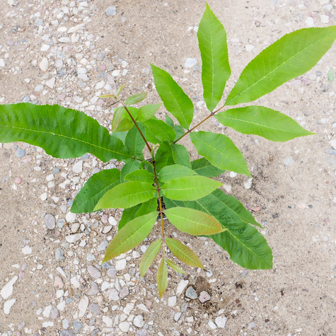 Orzesznik jadalny Orzech pekan (C2)