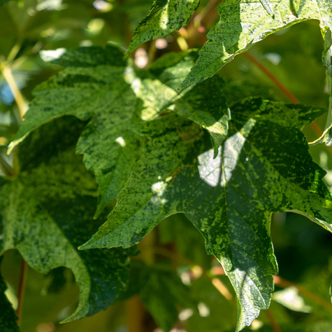 Klon jawor Leopoldii szczepiony na pniu (Pa 120/160, obw. 10/12, H-180/200)