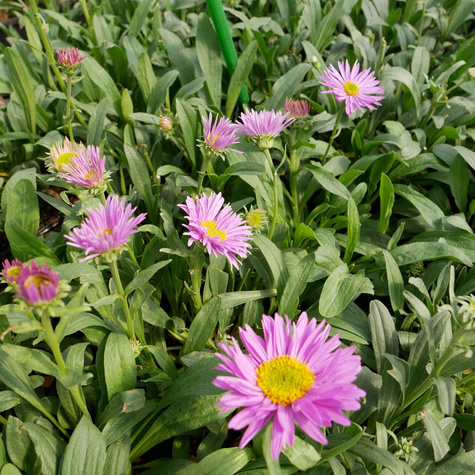 Aster Alpejski Happy End (C2)