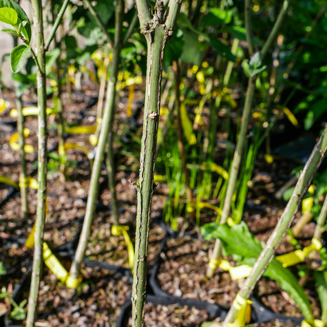 Trzmielina miododajna (C2)