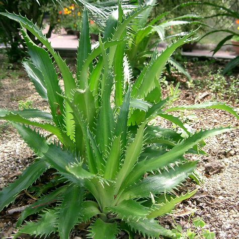 Mikołajek Agawolistny Zimozielony (C2)