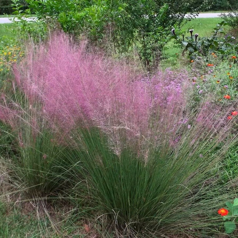 Miłka Blue Eros (C2)