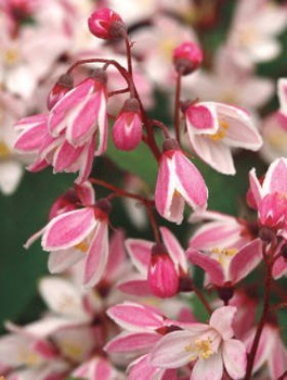 Żylistek karłowy Yuki Cherry Blossom