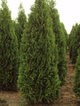 Thuja Tuja Żywotnik zachodni Fastigiata