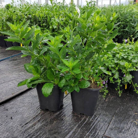 Aster żeniszkowaty Starshine (C2)