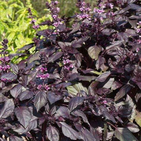 Bazylia czerwona 0,3g