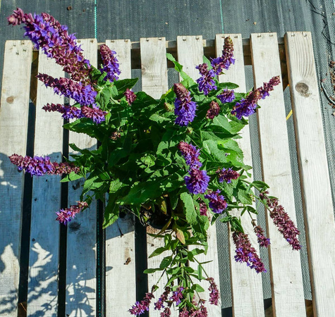 Szałwia omszona Edula Blue (C2)