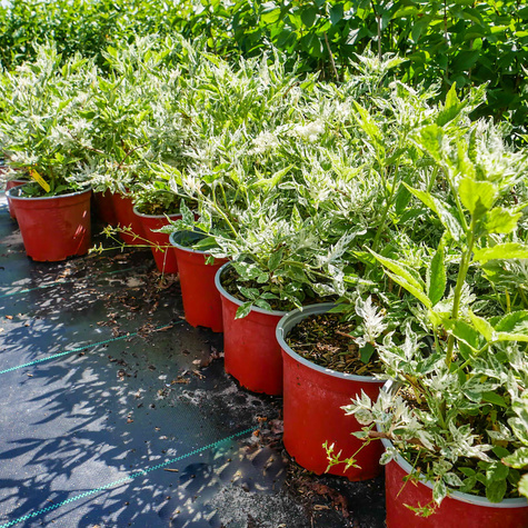 Bez czarny Pulverulenta