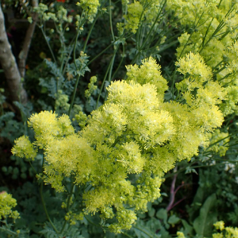 Rutewka żółta Tukker Princess (C2)