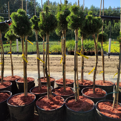 Sosna pospolita Kobold szczepiona na pniu Pa 60