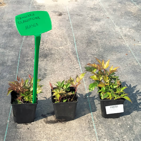 Tawułka japońska Gladstone (C2)