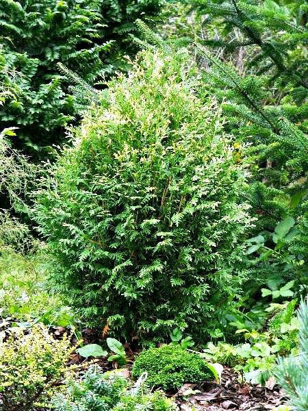 Thuja Tuja Żywotnik zachodni Stolvijk (C2)