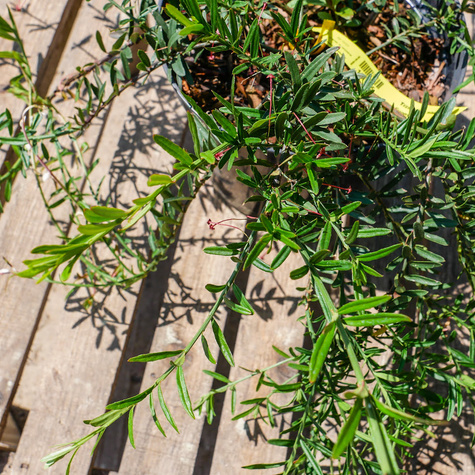 Trzmielina niska (C2)