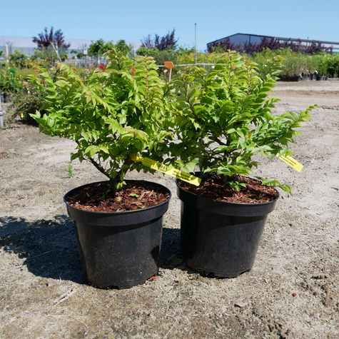 Wiąz polny karłowy Jacqueline Hillier (C2)