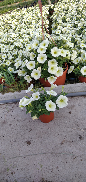 Surfinia Petunia Plus Popcorn Sadzonka NOWOŚĆ