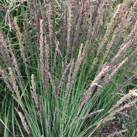 Trzęślica modra Moorhexe (C2)