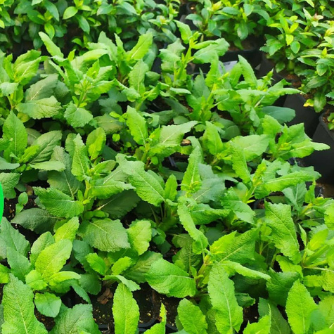 Szałwia omszona Marvel Dark Blue (C2)