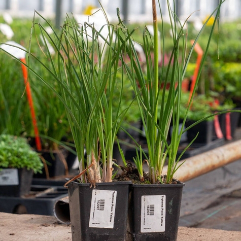 Trytoma Poco Yellow (C2)