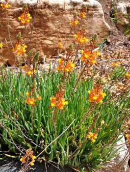 Bulbine krzewiasta lecznicza (C2)