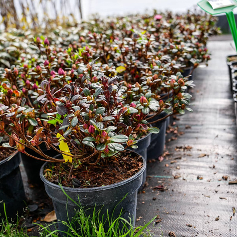 Azalia japońska Rokoko (C2)