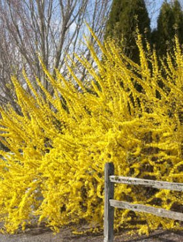 Forsycja pośrednia Spring Glory