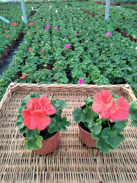 Pelargonia stojąca pomarańczowa Piękne sadzonki