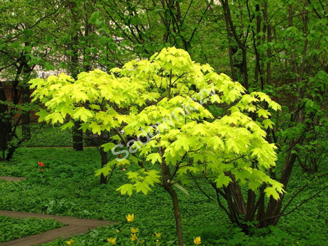 Klon jesionolistny Złocisty szczepiony na pniu