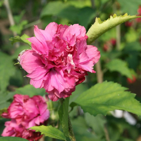 Ketmia syryjska Hibiskus Duc de Brabant (C2)