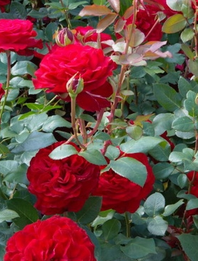 Róża wielkokwiatowa Stortebeker czerwona balot