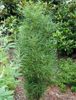 Kruszyna pospolita Aspeleniifolia (C2)