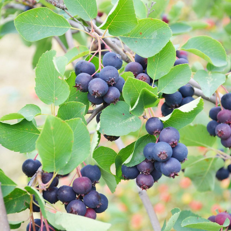 Świdośliwa olcholistna Thiessen