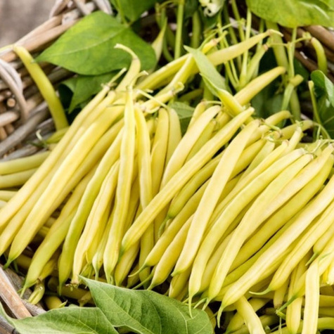 Fasola szparagowa żółta karłowa Goldpantera 40g