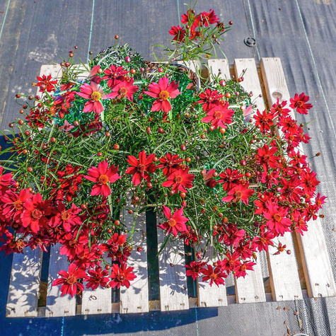 Nachyłek okółkowy Limerock Ruby (C2)