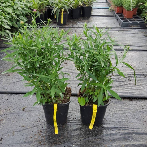 Aster krzaczasty Marjorie fioletowy (C2)