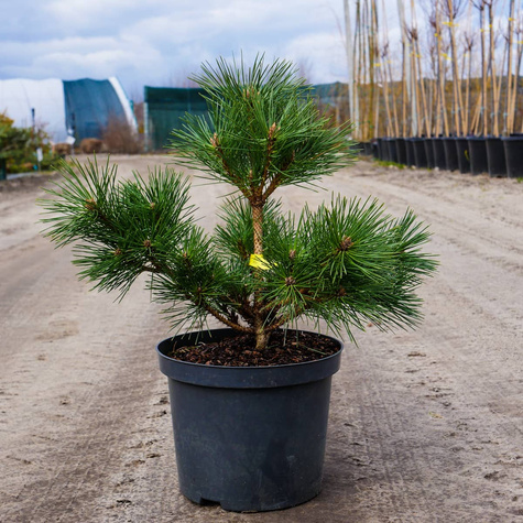 Sosna czerwona Watnong szczepiona na pniu Pa 40cm