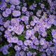 Aster nowobelgijski Blutenmeer morze kwiatów (P9)