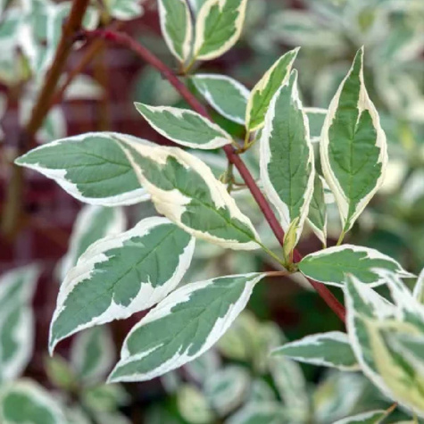 Dereń pagodowy Variegata (C2)