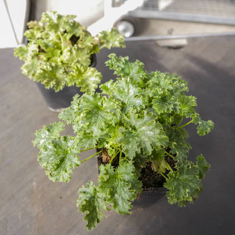 Żurawka ogrodowa Apple Crips (C2)