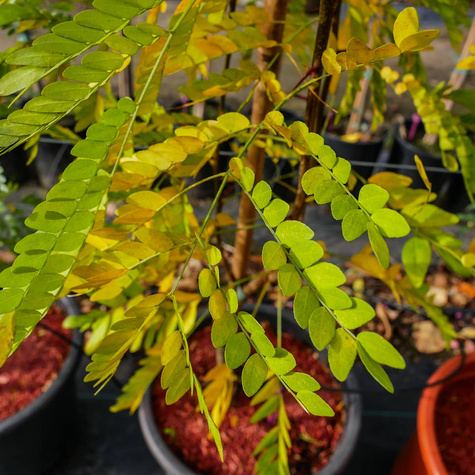 Glediczja trójcierniowa Iglicznia trójcierniowa (C2)