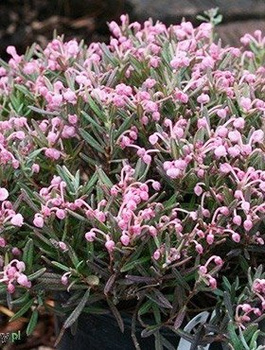 Modrzewnica pospolita 'Blue Ice' (C2)