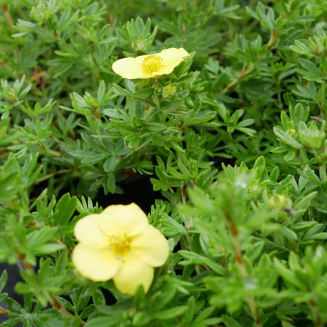 Pięciornik krzewiasty Kobold (C1.7)