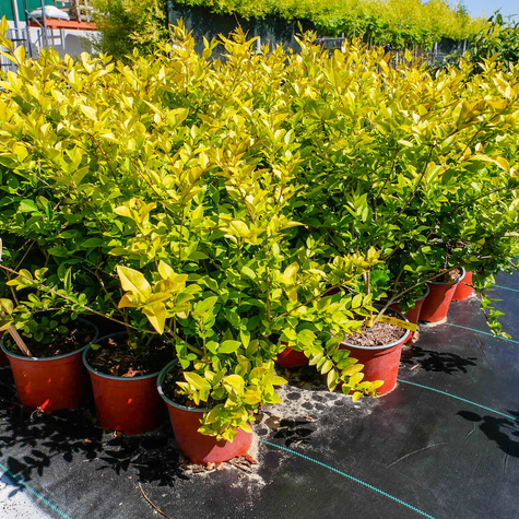 Ligustr Liguster Vicaryi (C2)